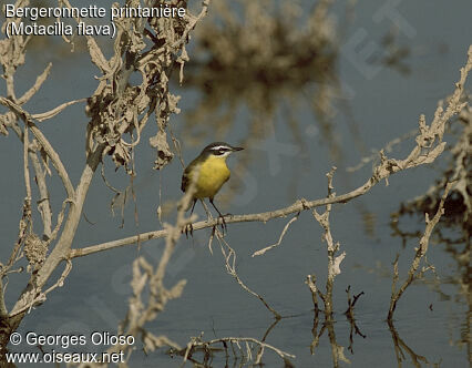 Western Yellow Wagtail