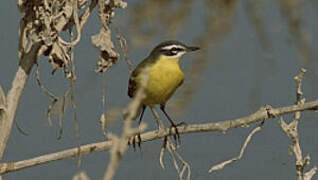 Western Yellow Wagtail