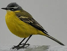 Western Yellow Wagtail