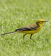 Western Yellow Wagtail