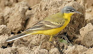 Western Yellow Wagtail