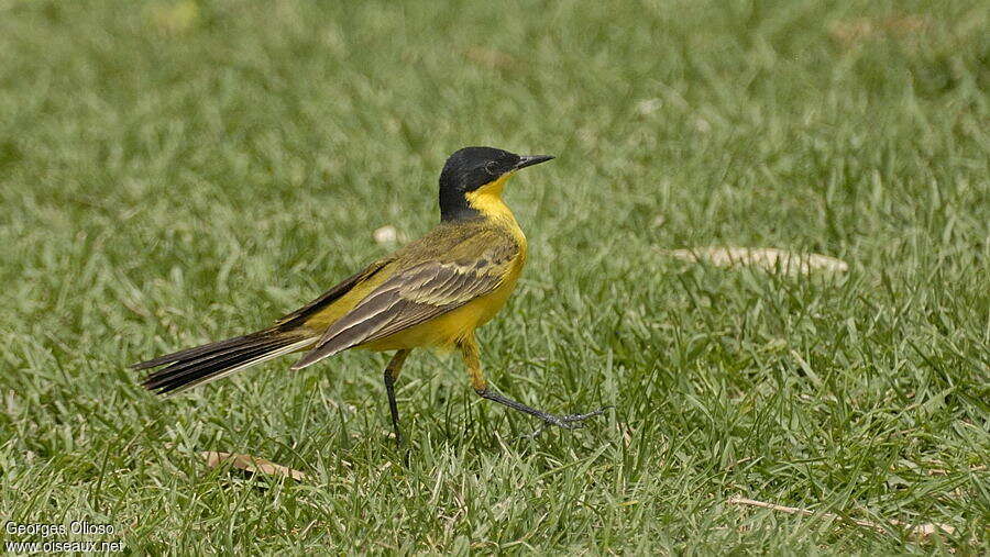 Western Yellow Wagtail male adult breeding, identification