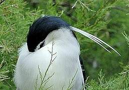 Black-crowned Night Heron