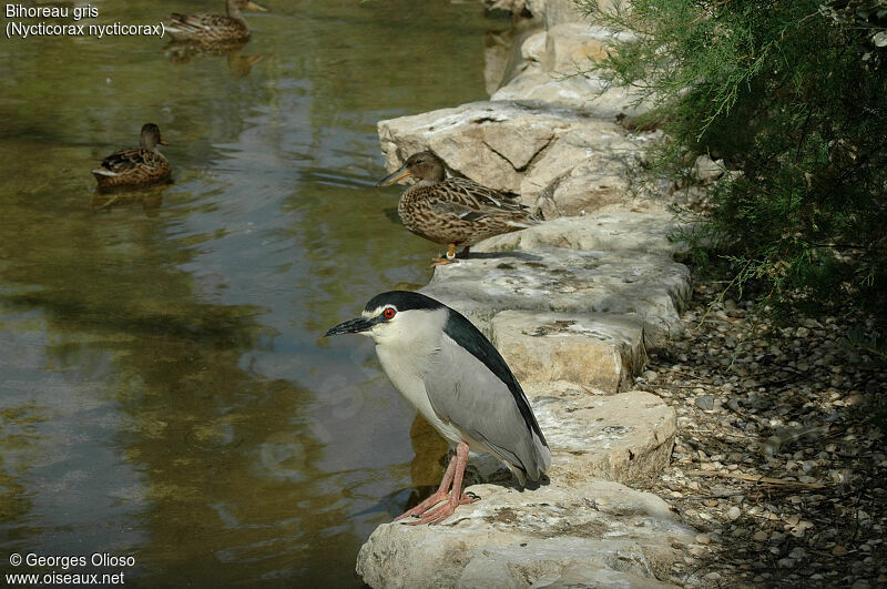 Black-crowned Night Heron