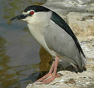 Black-crowned Night Heron