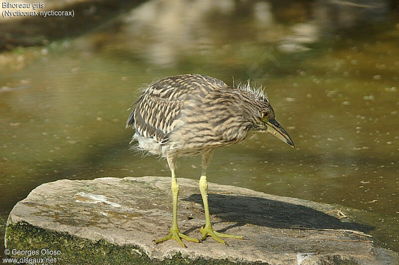 Black-crowned Night Heron