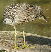 Black-crowned Night Heron