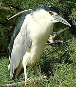 Black-crowned Night Heron