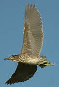 Black-crowned Night Heron