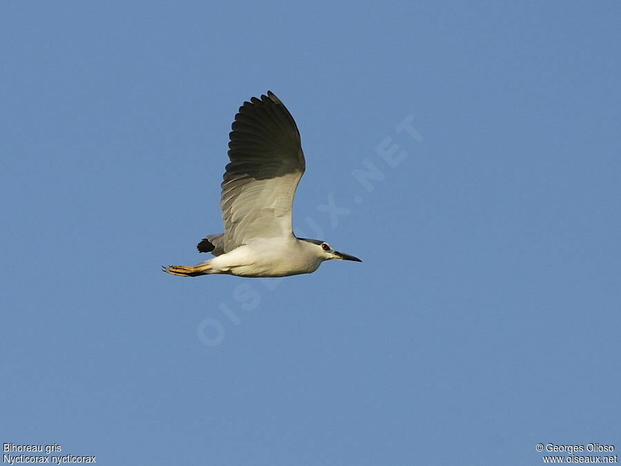 Black-crowned Night Heronadult breeding