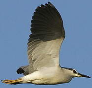 Black-crowned Night Heron