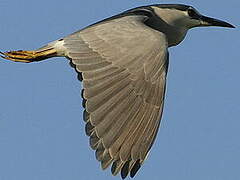 Black-crowned Night Heron