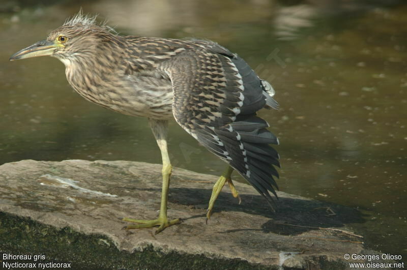 Black-crowned Night HeronFirst year