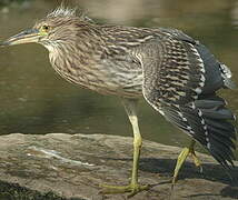 Black-crowned Night Heron