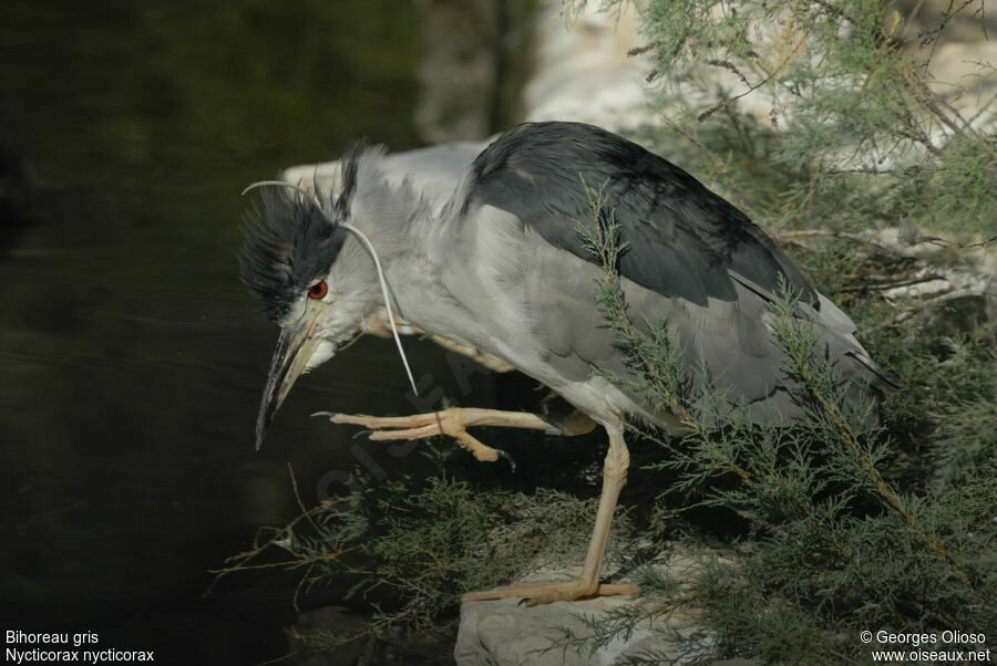 Black-crowned Night Heronadult breeding