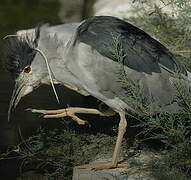 Black-crowned Night Heron