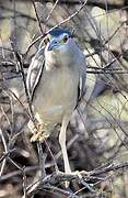 Black-crowned Night Heron