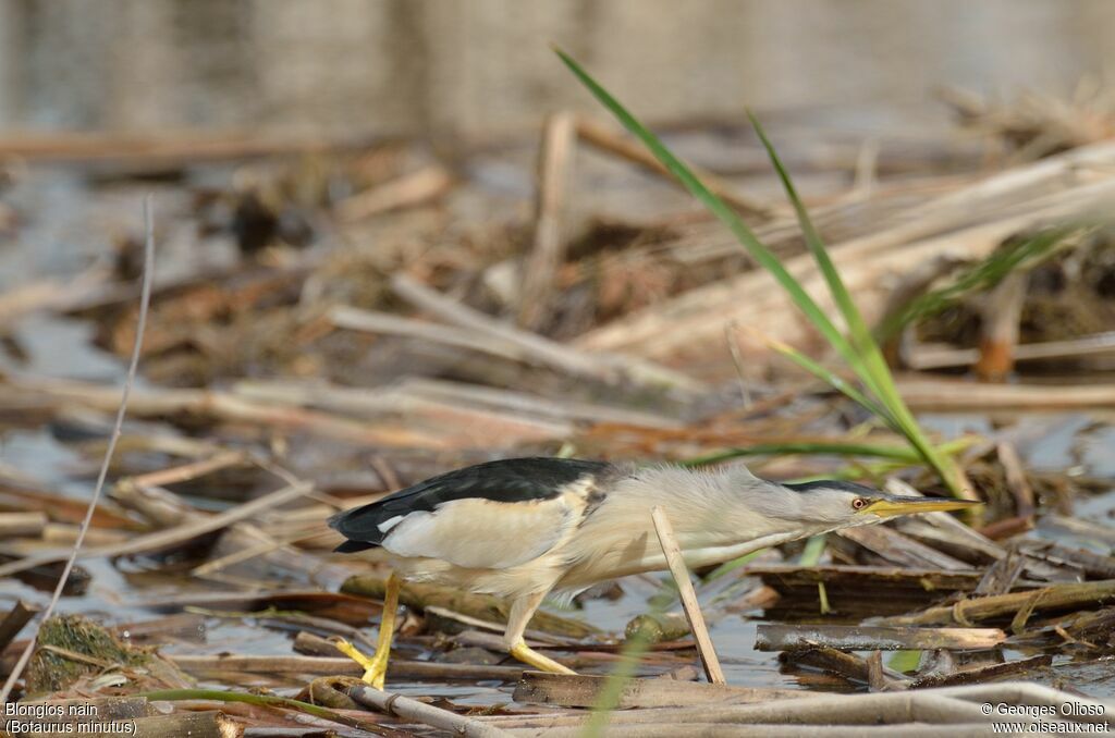 Little Bittern male adult breeding, identification, habitat, walking, fishing/hunting