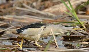 Little Bittern