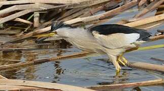 Little Bittern