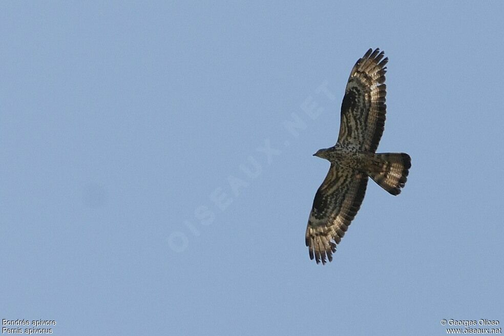 European Honey Buzzard male adult breeding, Flight