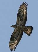 European Honey Buzzard