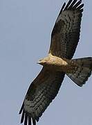 European Honey Buzzard