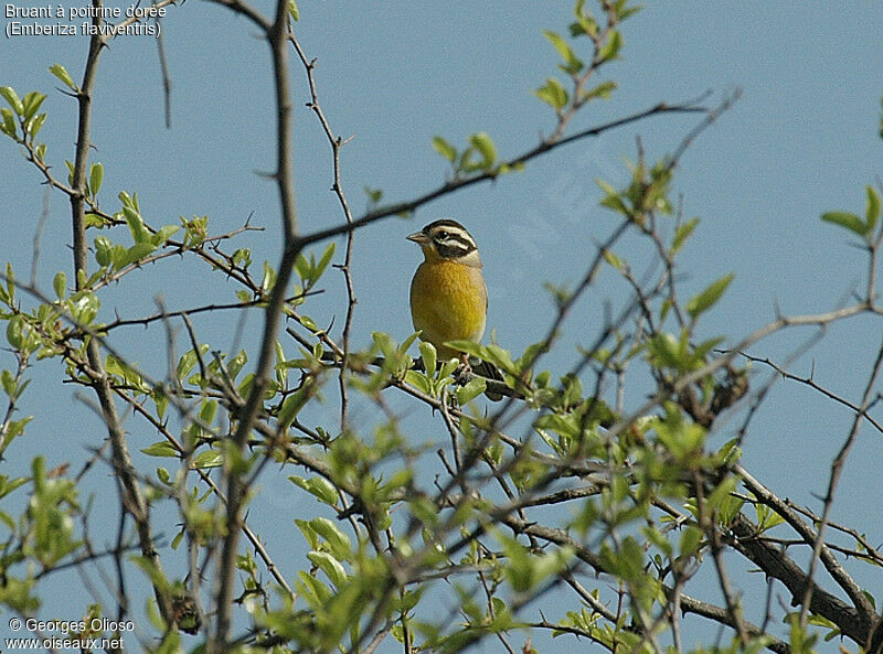 Bruant à poitrine dorée