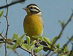 Golden-breasted Bunting