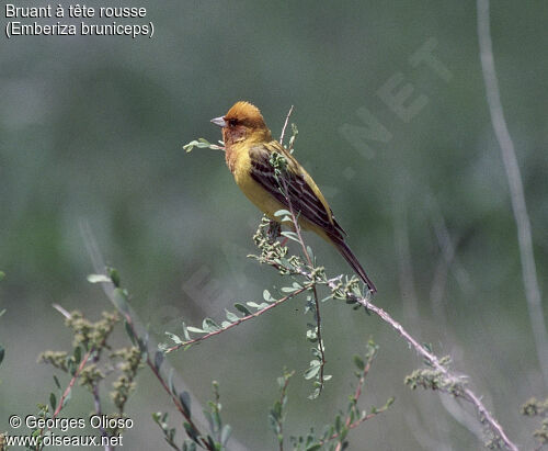 Red-headed Bunting