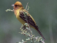 Red-headed Bunting