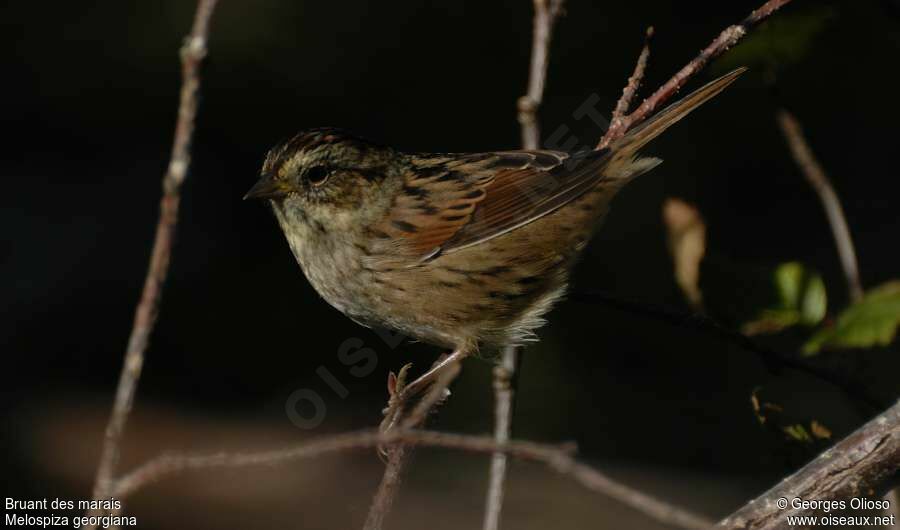 Bruant des marais, identification