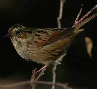 Swamp Sparrow