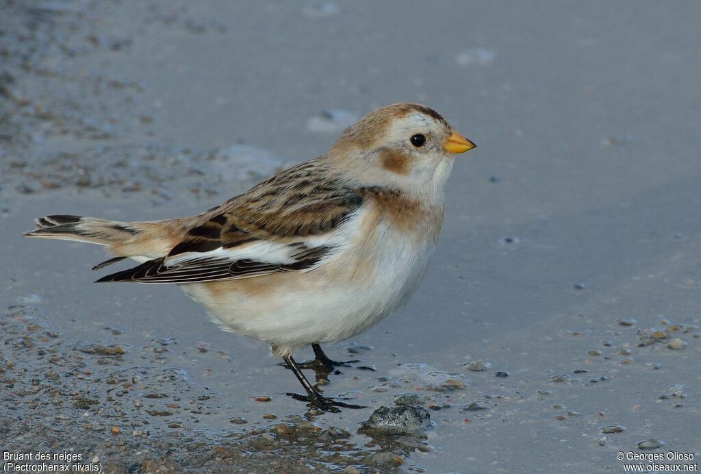 Bruant des neiges mâle 1ère année, identification