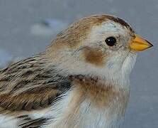 Snow Bunting