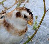 Bruant des neiges