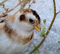 Snow Bunting