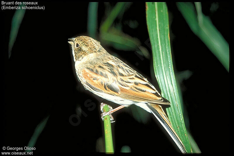 Common Reed Bunting