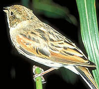 Common Reed Bunting