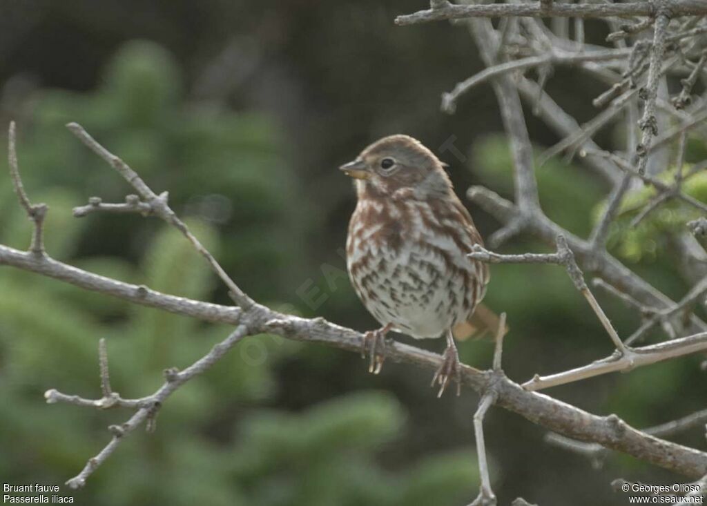 Bruant fauve, identification