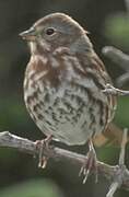 Red Fox Sparrow