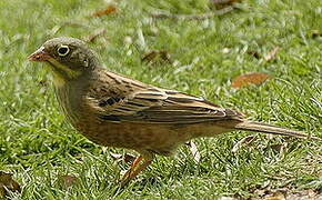 Ortolan Bunting