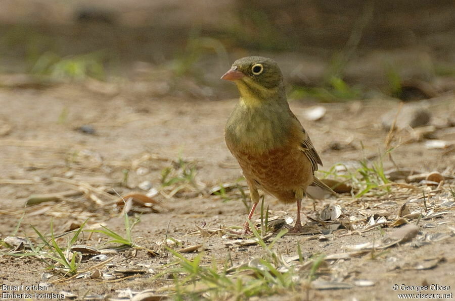 Ortolan Bunting male adult breeding