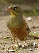 Ortolan Bunting