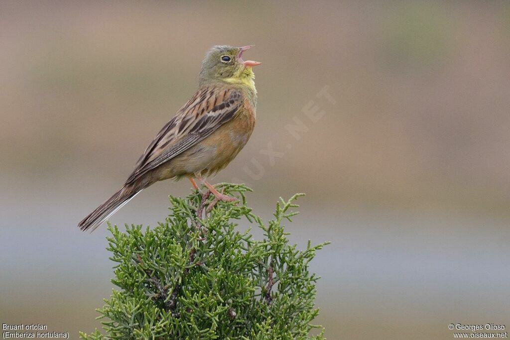 Ortolan Bunting, identification, song