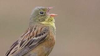 Ortolan Bunting