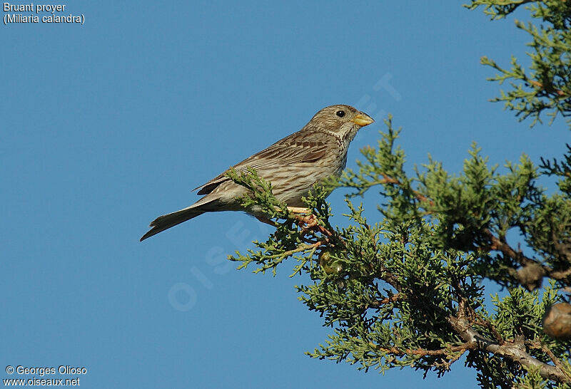 Corn Bunting