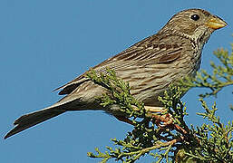 Corn Bunting