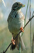 Corn Bunting