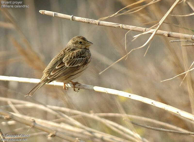 Corn Bunting